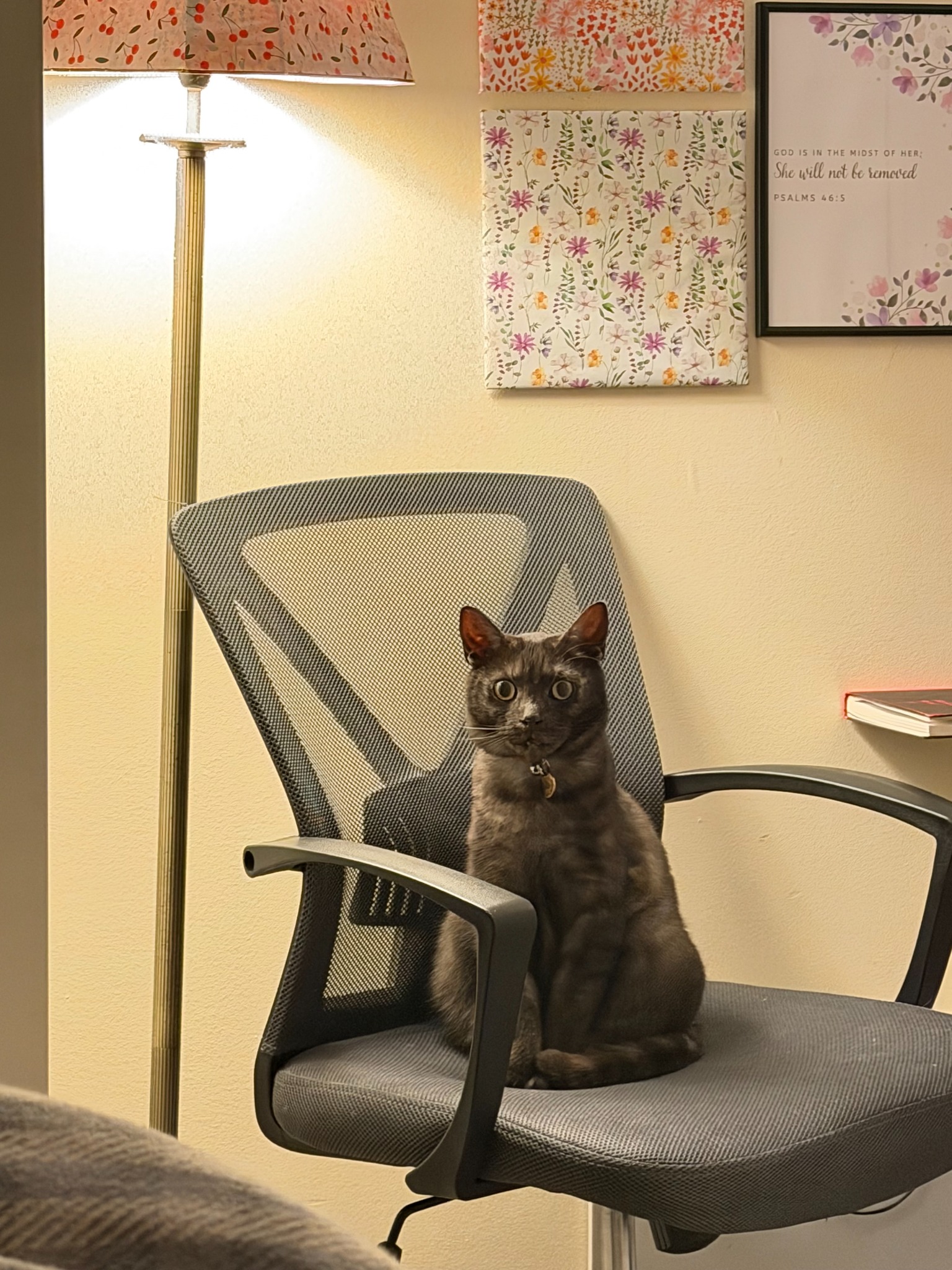 Liam, a grey cat, sitting attentively in a home office chair